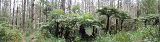 Ein Panorama von dem Wald, welchen wir am Grant's Picnic Ground durchwandert haben.