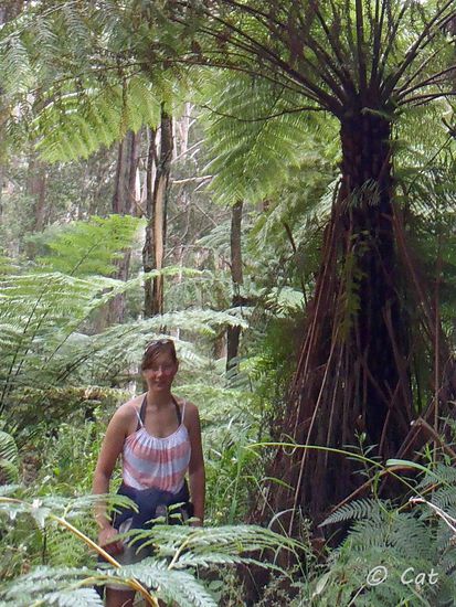 Ein Bild von mir im Wald unter einem der vielen Farnbäume....