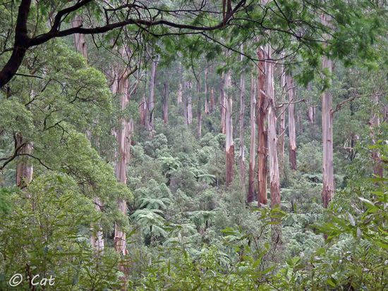 Noch ein Blick über die Straße auf die andere Seite des Waldes.....