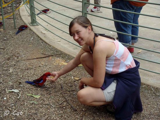 Ein letzter Versuch ein paar Vögel zu füttern... wir bekommen sogar ein wenig Futter für umsonst. Doch lediglich ein paar Rosellas sind auf Futtersuche. Jedoch sind sie nicht sehr zutraulich und begnügen sich mit dem, was sie auf dem Boden finden, anstatt auf die Hand zu kommen... Sie sind es halt gewöhnt.... Und Futter liegt hier in Übermenge auf dem Boden rum...