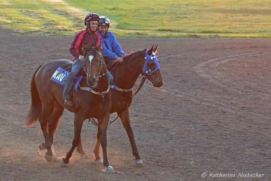 In der Regel wird eine gute halbe Runde auf der kleinen Sandbahn getrabt, um dann zum Trainer zu reiten, welcher einem die Anweisungen für das Galoppieren gibt. Diese beiden hier von Kavanagh sind auf dem Weg zu Merv und Mark
