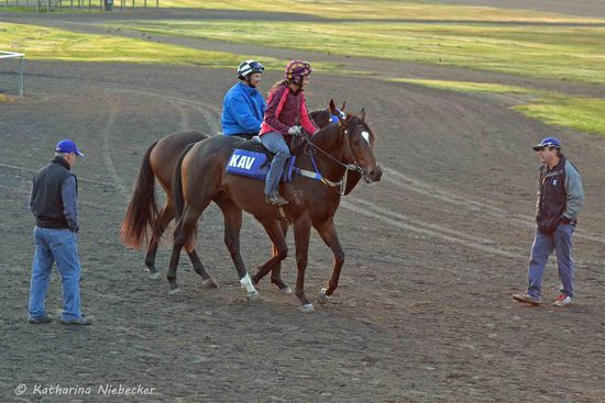 Hier werden die Anweisungen gegeben. Anbei gibt es einen kritischen Blick von Merv (links) und Mark (rechts) auf die Pferde.