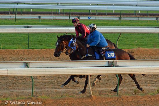 Ein Blick vom Trainer-Turm auf die große Sandbahn mit zwei Pferden von Kavanagh.