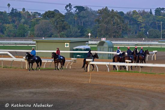 Während die einen zum Galopp die große Sandbahn überqueren (wenn sie auf Gras oder zum Pro-Ride/Dirt gehen), kommen die anderen von einem Galopp gerade zurück.