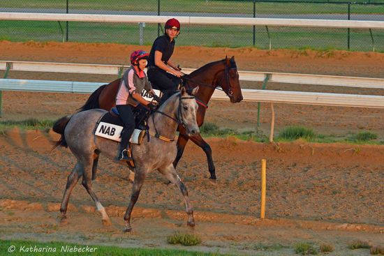 Zum Aufwärmen wird auf der kleinen Sandbahn im Uhrzeigersinn eine gute halbe Runde getrabt. Auf der großen Sandbahn wird dann gegen den Uhrzeigersinn galoppiert. Alle Rennen in Victoria finden auf dem Linkskurs (gegen den Uhrzeiger) statt. In NSW wird in die andere Richtung gelaufen. Warum das so ist, konnte mir bisher keiner erklären.....