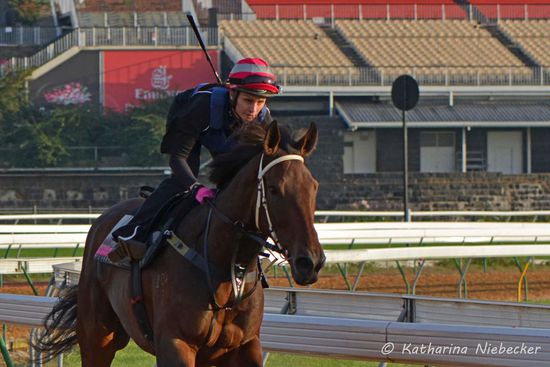 Pferd beim auscantern nach einer schnellen Arbeit.