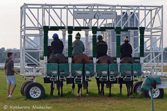Vier Pferde für ein Training in der Startmaschine. Hier wird sich viel Zeit mit den Pferden dafür gelassen. Zum Großteil gehen die Pferde sogar von allein da hinein.