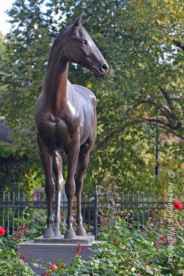 Eingebettet in Rosen steht er vor dem Eingang zur Rennbahn Wache. Das Areal der Rennbahn ist riesig. Täglich kümmern sich mindestens 3 festangestellte Gärtner um die vielen ganzjährig blühenden Rosen und den Rest.