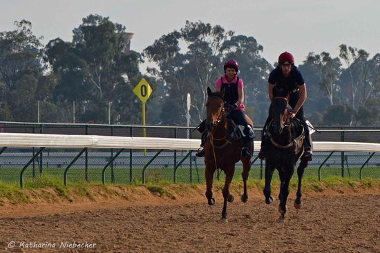 Jo und Sean bei Galoppieren auf der großen Sandbahn.