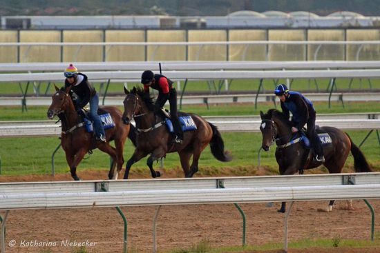 Die jungen Pferde werden noch in 2er oder 3er-Gruppen trainiert.