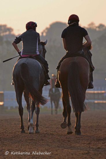 Somit heißt es ganz einfach: nach getaner Arbeit zurück in den Stall, wo eine warme Dusche und frisches Futter auf die Pferde wartet, während die Reiter auf das nächste Pferd springen.