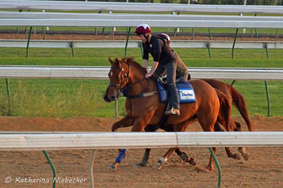 Darley hat unter anderem auch extra Begleit-Ponies, damit einzelne Pferde nicht alleine ins Training müssen. Diese müssen ganz schön was tun, um mit den Vollblütern mitzuhalten. Darley gehört zum Imperium von Sheik Mohammed aus den VAE.