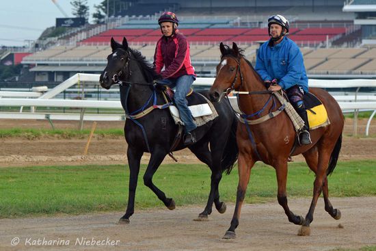 Rhonda und Grant traben mit diesen beiden jungen Pferden zur Startmaschine, um diese daran zu gewöhnen.
