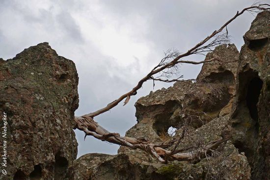 Ein toter Baum zwischen all den Felsen, die sich hier auftürmen....