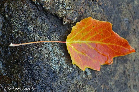 Ein Blick auf eines der vielen bunt gefärbten Blätter hier.....