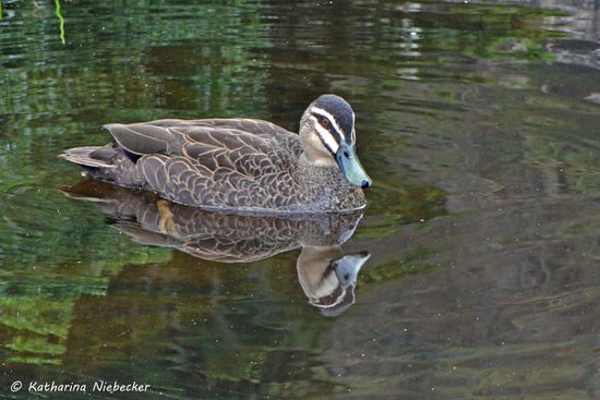 Spiegelung einer Ente