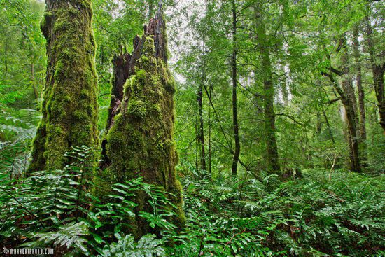 Ein Blick in das intensive Grün des gemäßigten Regenwaldes....
