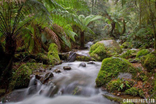 Schön ist es hier..... einer meiner absoluten Lieblingsplätze in der Nähe von Melbourne..... zumal ich hier bisher immer ohne andere Touris war.... (mag wohl diesmal aber auch am Wetter gelegen haben )