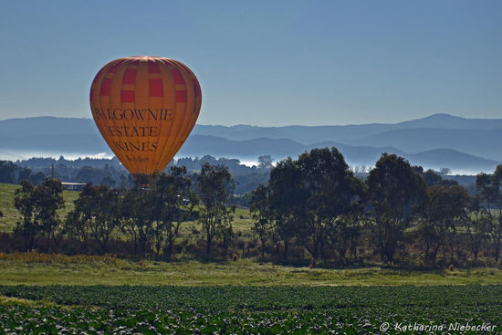 Ein Ballon, welcher im Yarra Valley nach seiner Tour landet.... Im Hintergrund ist noch leicht der letzte Rest Nebel zu erkennen....
