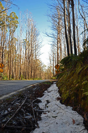 Ein Blick an der Straße entlang... Hier in Marysville gab es 2009 ein riesiges Buschfeuer, welches den Großteil der Gegend hier verbrannt hat... eshalb sehen die Bäume hier so kahl aus... (und nicht etwa, weil Winter ist). Der Schnee ist nicht gerade alltäglich hier...