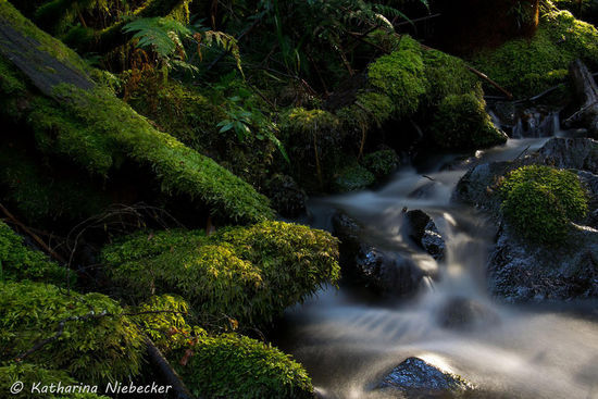 Ich habe hier heute natürlich ein wenig experimentiert.... Was ich so halt einfach mit meiner kleinen Kamera machen kann.... Natürlich stößt die hier an ihre Grenzen, genauso wie ich auch.... Da muß ich einfach noch mehr lernen....