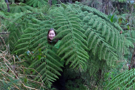 Mein neues Gewand - Ein Ferntree  Schön zum Verstecken.... Sie wucherten die Wege voll, so das man zum Teil darunter her kriechen mußte... Keiner der Wege heute war wirklich begehbar....