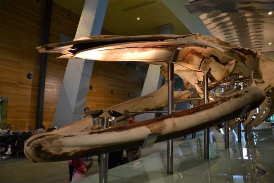 Das Knochengerüst eines Blauwals im Melbourne Museum