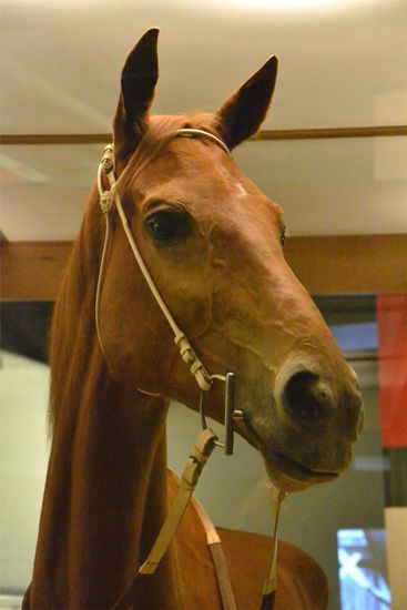 Phar Lap - Die Legende von Australien. Endlich habe ich ihn gesehen, auch wenn er nicht mehr wirklich lebendig ist - Melbourne Museum