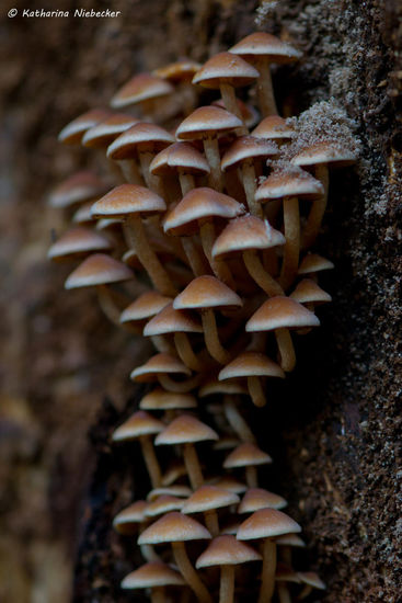 Nahaufnahme von kleinen Pilzen, welche hier an den Eukalypten wachsen...