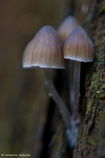 Nahaufnahme von kleinen Pilzen, welche hier an den Eukalypten wachsen...
