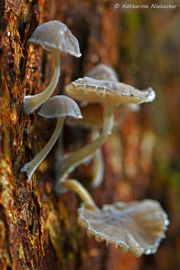Nahaufnahme von kleinen Pilzen, welche hier an den Eukalypten wachsen...