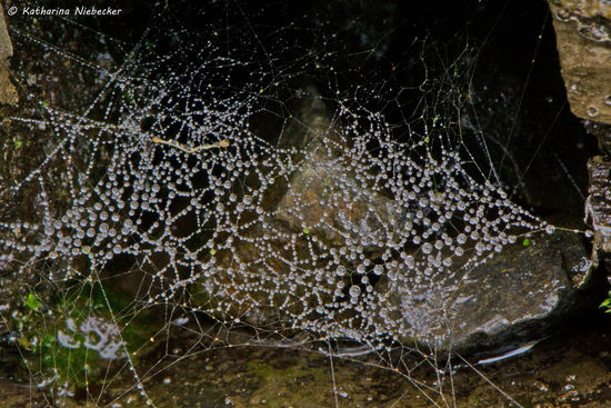 Makro-Aufnahme eines 2cm-großen Spinnennetzes, welches wunderschön mit kleinen Wassertropfen bedeckt war....