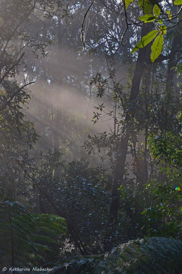 Meine ersten Versuche, die durchscheinenden Sonnenstrahlen im Regenwald der Dandenongs einzufangen.....