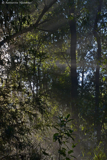 Mit der Zeit wurden die Versuche immer besser, bzw. ich kam mit den Einstellungen meiner Kamera besser zurecht, nachdem ich nur noch im manuellen Modus mit ihr fotografieren kann. Ich habe einmal im P-Modus was umgestellt und seitdem kann ich mit dem nur noch schwarze Bilder machen.... Somit muß ich im manuellen bleiben.