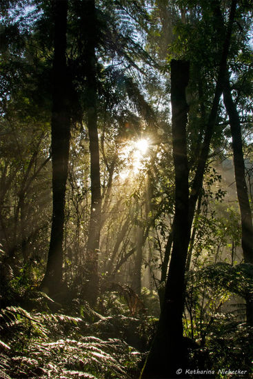 Und so sieht das Ganze dann mit Gegenlicht aus.... Kann man mit leben, denke ich.... Zumindest gab es positive Kritik vom Herrn Fotografen, bei dem ich eh nur im manuellen Modus fotografieren darf, wäre er denn anwesend....