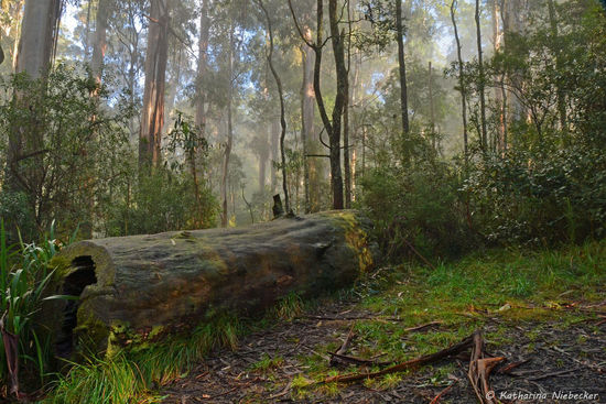Entlang des Weges liegen immer wieder alte "Gum Trees", wie sie hier in Australien so schön genannt werden, die Eukalypten....