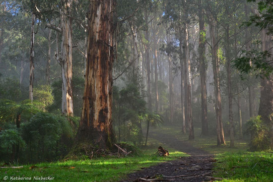 Ich wollte hier gar nicht mehr weg, so schön war die Stimmung hier... Zudem hat es mal richtig gut mit dem Fotografieren im Wald geklappt....