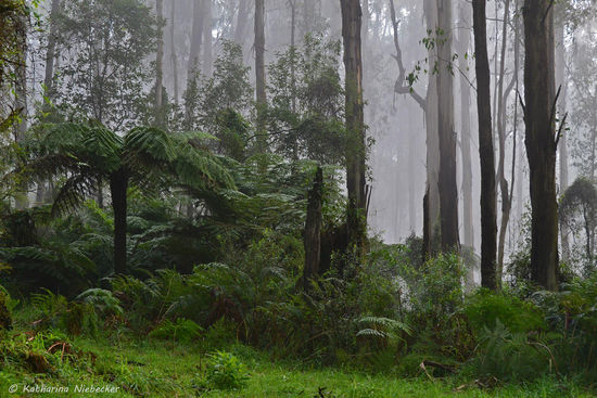 Ein Blick vom Weg in den Wald... Ein bunter Mix aus Fern Trees und Gum Trees, sowie Gras und bodennähen Pflanzen....