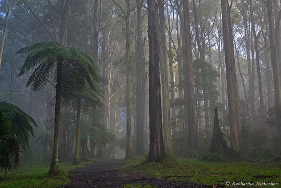 Was mir fast am meisten in den Dandenongs gefällt, sind die Fern Trees (Farnbäume), welche fast wie Palmen aussehen....