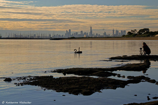Schöner Blick auf die Skyline von Melbourne mit den Schwänen und Grit in Brighton Beach im Vordergrund.....
Die Flut stieg nun recht schnell, weshalb es hier beinahe nasse Füße gab, hätte ich dies nicht bemerkt, da wir hier von "Inselchen" zu "Inselchen" gehüpft waren....