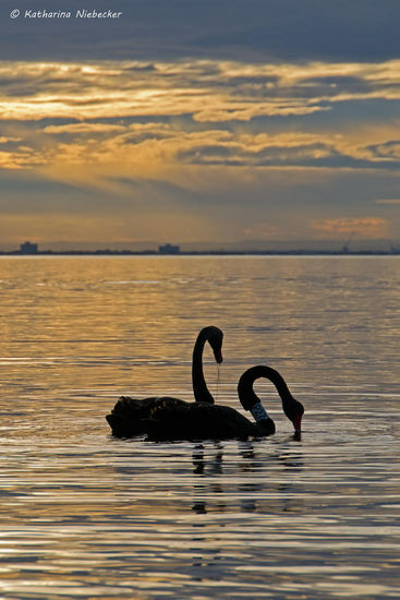 Die zwei schwarzen Schwäne im Schein der untergehenden Sonne....