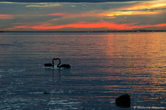 Mein letztes Bild am Tage war dieser Schnappschuß. Wenn auch nicht perfekt, ist es doch recht gelungen.....