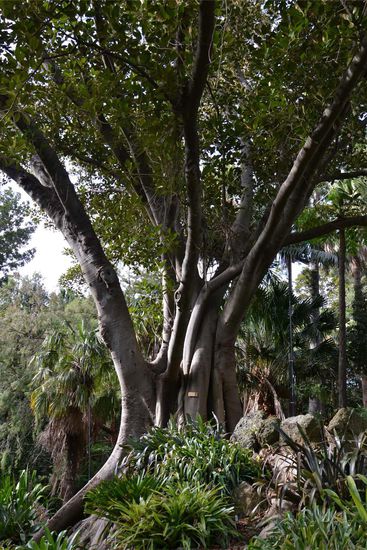 Royal Botanic Garden - mitten im Herzen von Melbourne