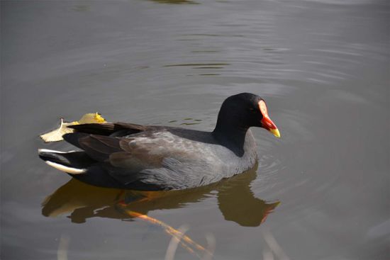 Mein Highlight: Die Deutschland-Ente - gelb-rot-schwarz 