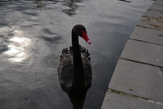 Schwarzer Schwan im Royal Botanic Garden