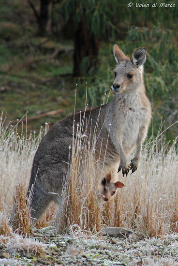 Hier ein ganz gut gelungenes Foto von Mama und jungem Baby im Bauch, welches Valen gemacht hat.