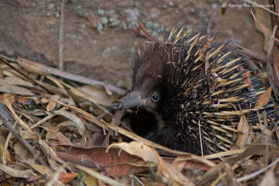 Mein erstes wildes Echidna.... ist es nicht süß??? Scheu hielt er sich anfangs noch in dem Laub versteckt....q