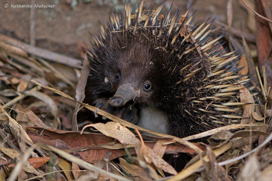 Das kleine Knäuel war einfach nur niedlich.... Aber mitnehmen durfte ich den nicht..... menno... so wird das nie was mit meinem kleinen Zoo....