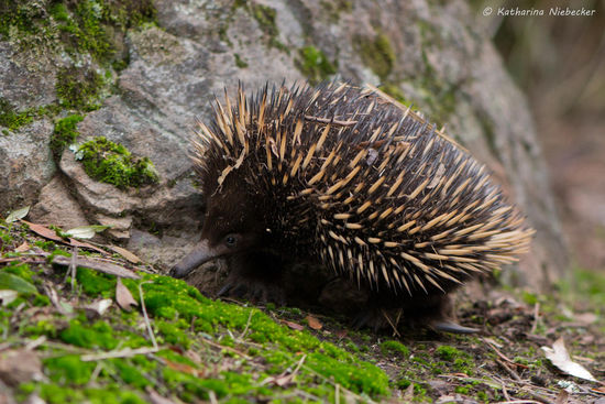 Der Kleine wurde sogar richtig zutraulich und tapfer wagte er sich aus dem Laub heraus......... Einfach nur putzig, wenn die laufen......