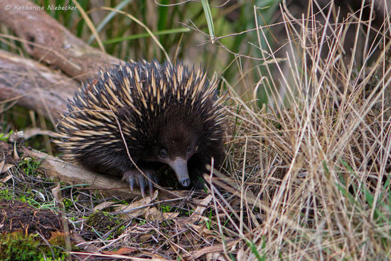Flink war er dazu auch noch...... Und schwups.... war er dann auch weg und genoss sicherlich wieder seine Ruhe..... Immer diese lästigen Paparazzi...... 